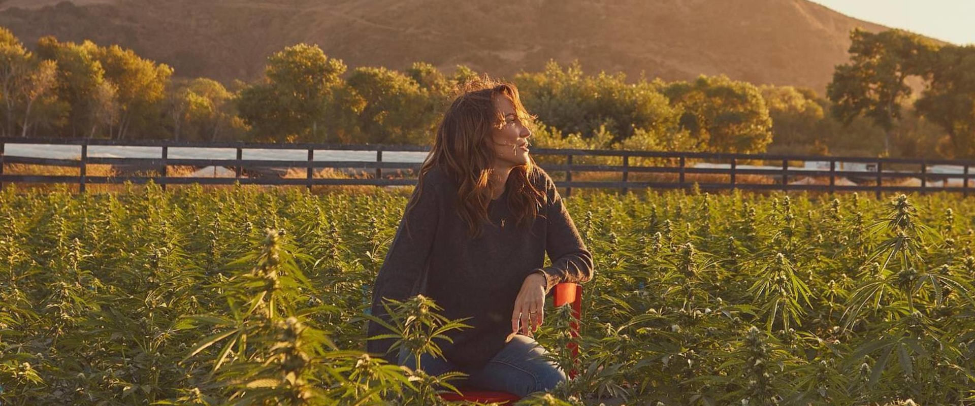 Which CBD Flower Strain Has the Highest CBD Percentage in 2025?