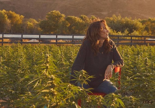 Which CBD Flower Strain Has the Highest CBD Percentage in 2025?